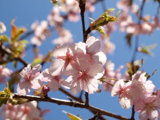 小山田緑道の桜４