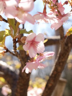 小山田緑道の桜５