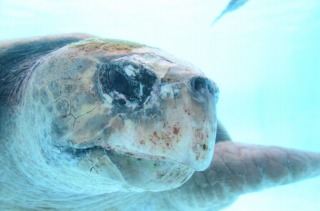 美ら海水族館１５