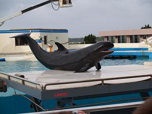 美ら海水族館４.JPG