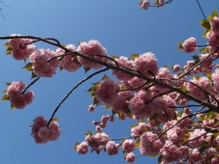 八重桜２