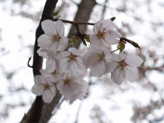 尾根緑道桜祭り１