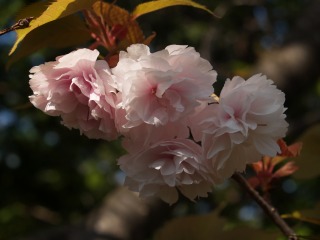 八重桜３