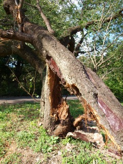 20110924小山内裏公園4