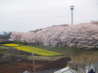 尾根緑道桜祭り２