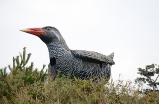 ヤンバルクイナ展望台３