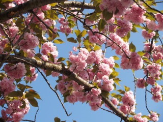 八重桜５