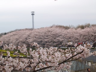 尾根緑道桜祭り５