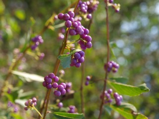 20110924小山内裏公園8