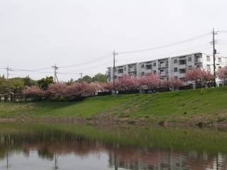 八重桜２