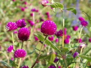 20110924小山内裏公園9