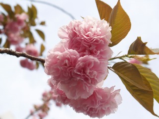 八重桜３