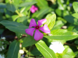 20110924小山内裏公園11