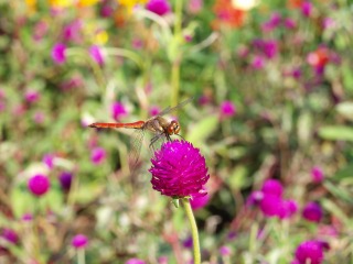 20110924小山内裏公園14