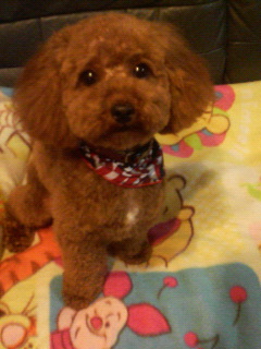 可愛くなったでしょ