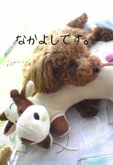 inu