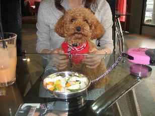 ドッグカフェ