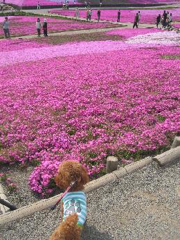 芝桜を眺めるメロ