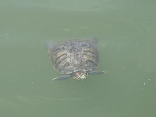 IMG_0246.JPG