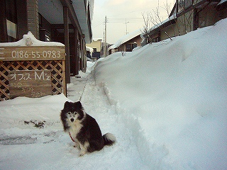 雪中の愛犬ラッキー