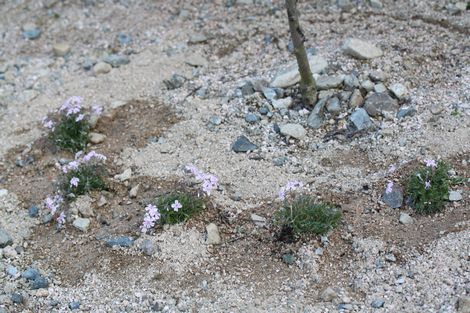 30 しばさくら.jpg