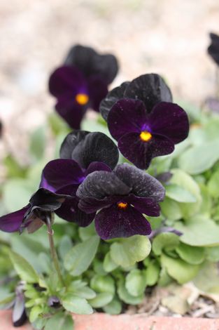 ２０　ブラックビオラ.jpg