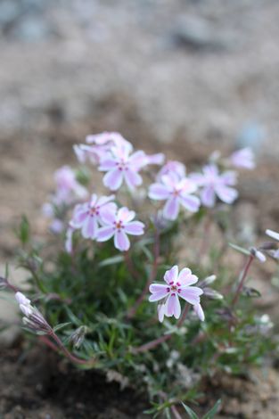 30 しばさくら2.jpg