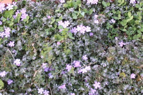 30 花壇のしばさくら.jpg