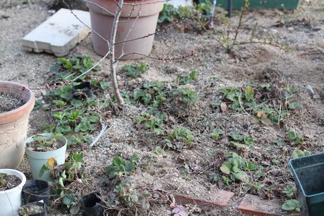 30 いちごの苗.jpg