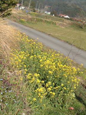 庭の下の菜の花.jpg