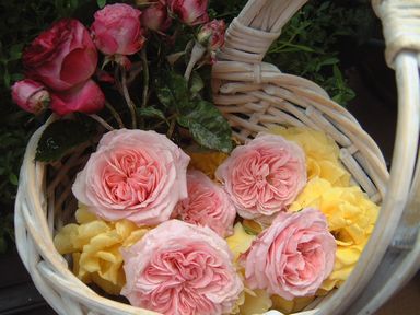 薔薇のお土産.jpg