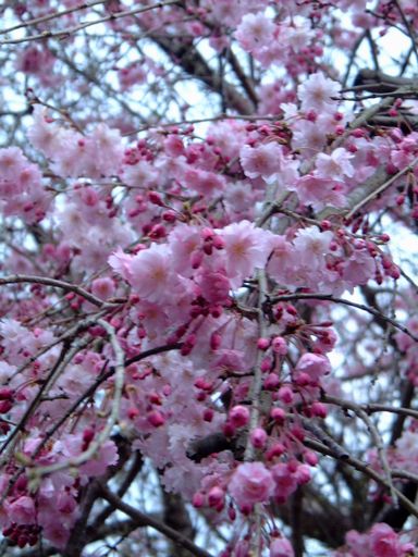 ３もう少しの桜.jpg
