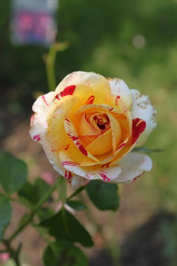 １８斑入りのバラ.jpg