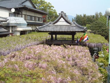 吉祥寺の藤.jpg