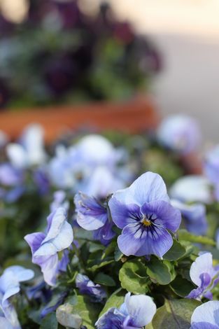 9 ビオラブルー.jpg