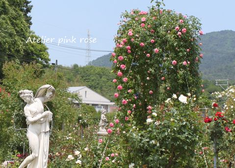 ６．４広島薔薇園.jpg２.jpg