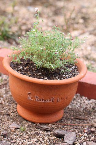 11 はなかんざし.jpg