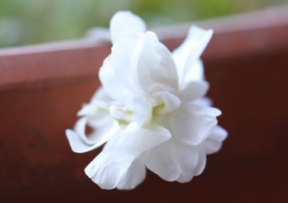 11 においすみれ白.jpg