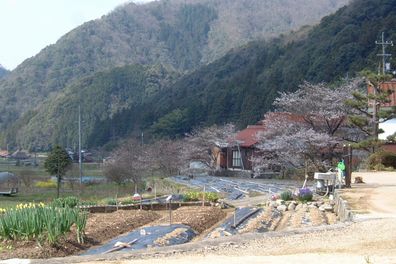 桜の風景.jpg