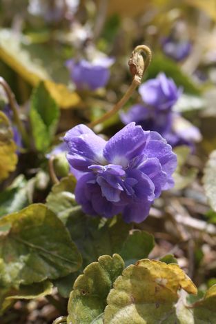 18 ダブルのにおいすみれ.jpg