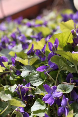 18 においすみれ.jpg