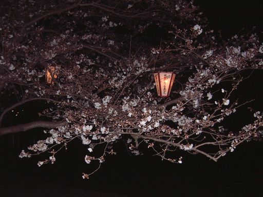 錦帯橋の夜桜.jpg