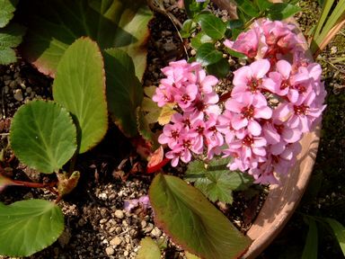 実家の綺麗なお花.jpg