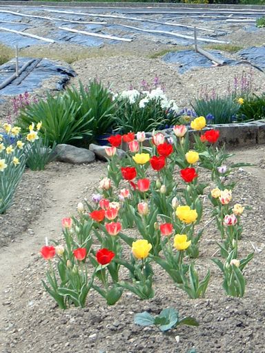 おばあちゃんの花壇.jpg