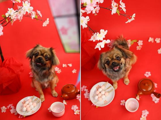 チョコビ撮影会5