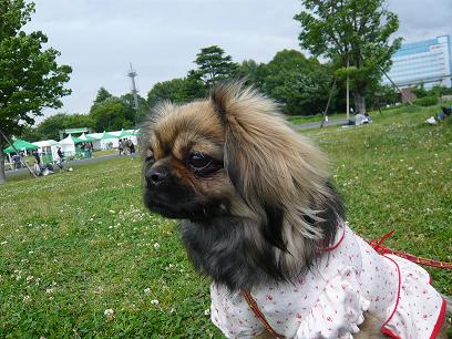 ドックランフェスタ3