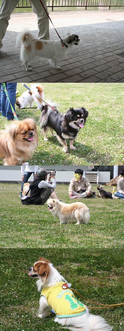 桜だ！チベオフ会10