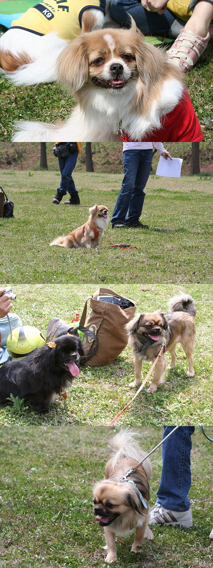 桜だ！チベオフ会11
