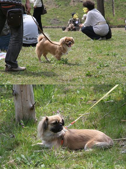 桜だ！チベオフ会12