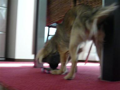 おもちゃ（輪）2